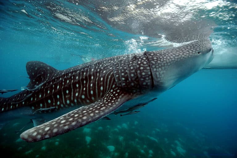 A large whale shark with white spots swims near the water's surface in clear blue ocean, accompanied by several small fish.